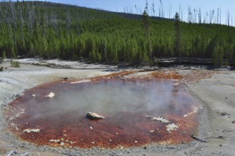 Reddish hot spring with steam nestled in a wooded volcanic landscape under clear skies, Yellowstone