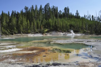 Greenish hot springs in the midst of a volcanic forest landscape, surrounded by steam and bright
