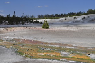 Wide, barren volcanic landscape with a small green tree and colorful deposits under a blue sky,
