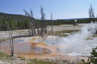 Steaming hot spring with orange rim surrounded by barren trees and clear skies, Yellowstone