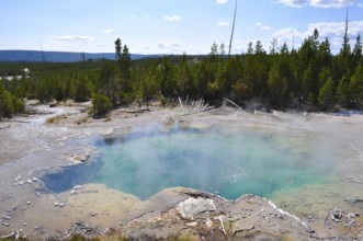 Turquoise hot spring with rising steam surrounded by forest, Yellowstone National Park, Wyoming,