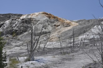 Grey-orange rocks with dead trees in a bare landscape, Yellowstone National Park, Wyoming, USA