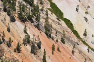 Trees and shrubs grow in a steep section of a colorful canyon, Grand Canyon of the Yellowstone,