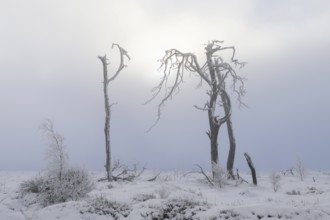 Dead pine trees with hoarfrost and fog in high moor, Noir Flohay, High Fens, Hautes Fagnes,