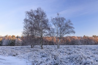 Heathland with birch trees in winter, sunrise, Wahner Heide, North Rhine-Westphalia, Germany