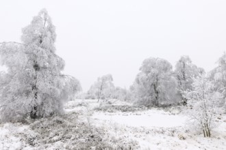 Moor landscape with hoarfrost in winter, High Fens, Hautes Fagnes, Wallonia, Belgium
