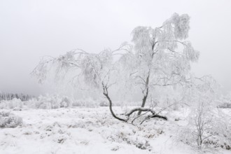 Bog birch (Betula pubescens) with hoarfrost in winter, High Fens, Hautes Fagnes, Wallonia, Belgium