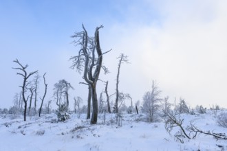 Dead pine trees with hoarfrost in high moor, Noir Flohay, High Fens, Hautes Fagnes, Ardennes,
