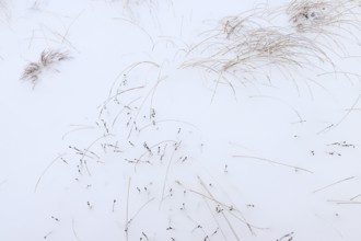 Grasses in snow, winter, High Fens, Hautes Fagnes, Ardennes, Belgium