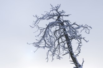 Dead pine with hoarfrost and fog in high moor, Noir Flohay, High Fens, Hautes Fagnes, Ardennes,