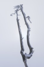 Dead pine with hoarfrost and fog in high moor, Noir Flohay, High Fens, Hautes Fagnes, Ardennes,