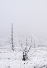 Moorland landscape with dead trees with hoarfrost in winter, High Fens, Hautes Fagnes, Wallonia,