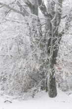 Beech trees with hoarfrost in winter, High Fens, Hautes Fagnes, Wallonia, Belgium