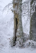 Old beech (Fagus sylvatica) with hoar frost in winter, High Fens, Hautes Fagnes, Wallonia, Belgium