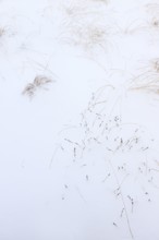Grasses in snow, winter, High Fens, Hautes Fagnes, Ardennes, Belgium