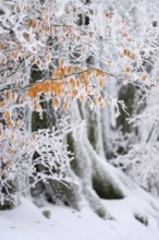 European beech (Fagus sylvatica) with hoarfrost in winter, High Fens, Hautes Fagnes, Wallonia,