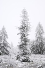 Single spruce trees with hoarfrost in winter, High Fens, Hautes Fagnes, Wallonia, Belgium