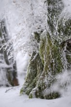Old beech trees (Fagus sylvatica) covered with hoar frost, winter, Hautes Fagnes, Wallonia, Belgium