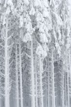 Spruce forest with hoarfrost in winter, High Fens, Hautes Fagnes, Wallonia, Belgium