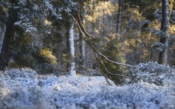 Pine forest in winter, morning light, Wahner Heide, North Rhine-Westphalia, Germany