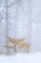 Small copper beech (Fagus sylvatica) with autumn leaves in a wintry forest, Ölberg, Siebengebirge,