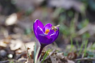 Spring crocus (Crocus vernus), spring, bee, purple