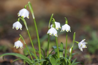 Spring snowflake (Leucojum vernum), white, flower, spring