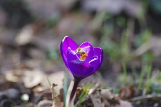 Spring crocus (Crocus vernus), purple, flower, spring, bee