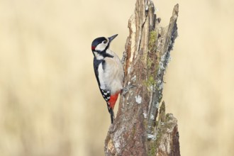 Great spotted woodpecker (Dendrocopos major), male, foraging on a tree stump overgrown with moss