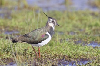 Northern Lapwing (Vanellus vanellus), in breeding plumage, foraging on a moor, wildlife, Lembruch,