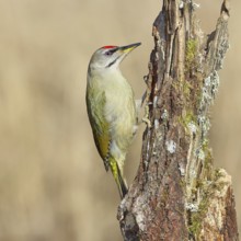 Grey-headed woodpecker (Picus canus), male sitting on a tree stump overgrown with moss and lichen,