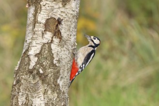 Great spotted woodpecker (Dendrocopus major), male, foraging on the trunk of a common birch (Betula