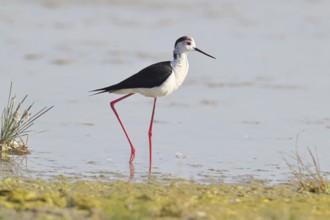 Black-winged Stilt (Himantopus himantopus) foraging in the shallow water of a lake shore, Wildlife,