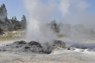 Steaming fumaroles escape from the soil at a geothermal location with light vegetation, Yellowstone