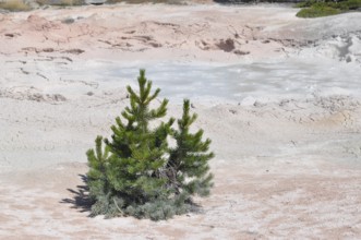 Small green conifer on light ground, hot muddy spring in the background, Yellowstone National Park,
