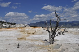 White volcanic deposits with a bare tree against a clear blue sky, Yellowstone National Park,