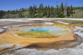 Geological formation of a hot spring with orange edges and blue water in a wooded area, Yellowstone