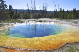A hot spring surrounded by trees with blue water and vivid yellow and green edges, Yellowstone
