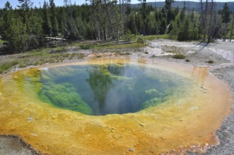 A hot spring, Morning Glory Pool, in a wooded area showing brilliant green and orange stains in the