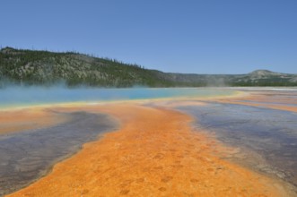 Colorful geothermally active landscape with steam and forest in the background, Grand Prismatic