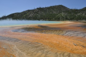 Colorful geothermally active landscape with steamy surface in front of wooded hills, Grand
