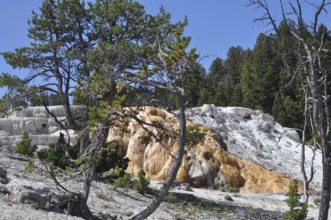 Hill with mineral deposits and hot springs surrounded by trees, Yellowstone National Park, Wyoming,