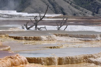 Step-like hot springs with mineral deposits and dead trees in the background, Yellowstone National