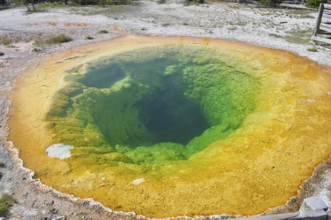An intensely green and yellow colored geothermal crater with clear water, Morning Glory Pool, in