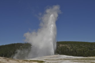 A geyser erupts and blows a high cloud of steam into the clear blue sky, Old Faithful, Yellowstone