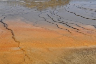 Earth-colored mineral deposits form unique natural patterns in a geothermal spring, Yellowstone