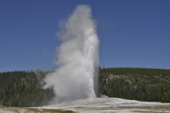 A geyser blows up a large amount of steam surrounded by a wooded area, Old Faithful, Yellowstone