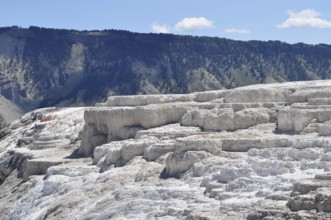 Whitewashed volcanic terraces with forest in the background and blue sky, Yellowstone National