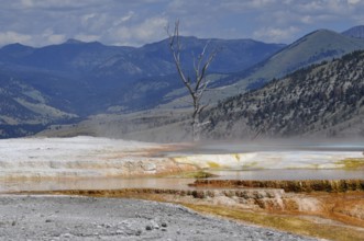Colored hot springs with a dead tree and mountains in the background and steamy atmosphere,