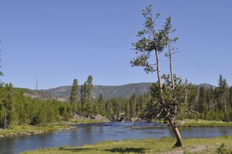 A river in a wooded landscape with a clear blue sky, Yellowstone National Park, Wyoming, USA